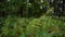 A patch of vibrant green ferns in a Pennsylvania forest during daytime