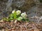 Patch of white blooming christmas rose