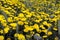 Patch of wild yellow crown daisy flowers, Glebionis coronaria, and red poppy flowers, Papaver rhoeas