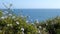 A patch of wildflowers overlooking the Pacific Ocean