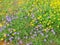 Patch of wildflowers. Purple Prarrie Verbena, Yellow Sneezeweed & Butterfly Gaura