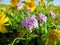 Patch of wildflowers. Purple Prarrie Verbena, Yellow Sneezeweed & Butterfly Gaura