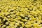 Patch of Yellow Daisies