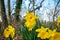 A Patch of Yellow Tulips in a Dead Forest