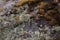 Patches of fruticose and foliose epiphytic lichens growing on the slope of the Patacancha Mountains in Peru