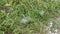 Patches of spidery cobweb on the green field of grasses.