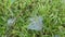 Patches of spidery cobweb on the green field of grasses.