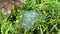 Patches of spidery cobweb on the green field of grasses.