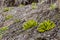 Patches of unique hairy leaf vegetation on high altitude barren mountains in Nepal