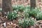 Patches of white snowdrops in the woods