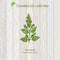 Patchouli, essential oil label, aromatic plant.