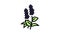 patchouli flowers aromatherapy color icon animation