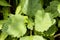 Patchouli or à¸¢ogostemon cablin green leaf on nature background