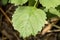 Patchouli or à¸¢ogostemon cablin green leaf on nature background