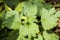 Patchouli or à¸¢ogostemon cablin green leaf on nature background