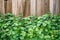 Patchouli plant in front of brown fence