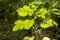 Patchouli tree and green leaves on natural background