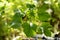 Patchouli tree and green leaves on natural background