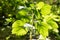 Patchouli tree and green leaves on natural background