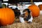 A patchwork cat witting amongst orange pumpkins at a fall festival at a local pumpkin patch