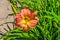 Patchwork Day Lily in Orange