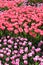 Patchwork flower bed of springtime Pink tulips