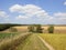 Patchwork summer landscape with Ash trees and grassy track