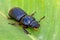 Patent-leather beetle or horned passalus - Odontotaenius disjunctus, Costa Rica