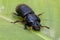 Patent-leather beetle or horned passalus - Odontotaenius disjunctus, Costa Rica