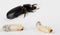 Patent Leather Beetle and Larvae