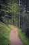 Path Across Black Pine Woodland