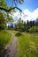 Path across the meadow covered with bright grass