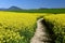 Path across Oilseed Rape Field, Great Fatra, Slovakia