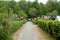 path in a allotmant garden, hedges left and right on the path