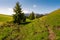 Path along the grassy slope in forested area