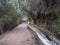 Path along levada, water duct at mysterious Laurel forest Laurisilva, lush subtropical rainforest at hiking trail Los