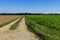 Path along meadow in Weil, Germany, along route called Romantic Road