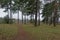 Path along pine trees in Pirita forest, Tallinn.