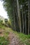 Path alongside bamboo forest