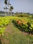 a path amidst sweet potato plants and flowers