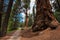 Path amongst the giant redwoods in Sequoia National Park, California, USA.