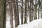 A path in an ancient park, a bird feeder for pigeons, tall trees