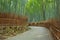Path through Arashiyama bamboo forest in Japan
