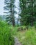 the path as it leads into the woods tall green trees light shining hiking trail