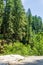 the path as it leads into the woods tall green trees light shining hiking trail