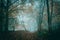 Path in an atmospheric forest on a foggy autumn day in a beautifully atmospheric forest