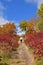 A path through the autumn colored sumac finds several hikers