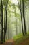 path through an autumn deciduous forest with the most of beech trees covered with green leaves on the branches the footpath leads