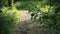 Path in the autumn forest. Green trees on both sides