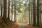 path through an autumn forest among pine trees in foggy weather the footpath leads to the top of the biskupia kopa mountain in the